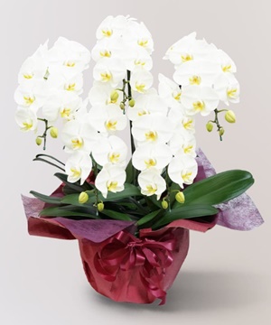 ５本立ちの白い胡蝶蘭