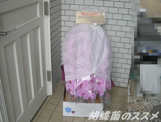 梱包されたピンクの胡蝶蘭